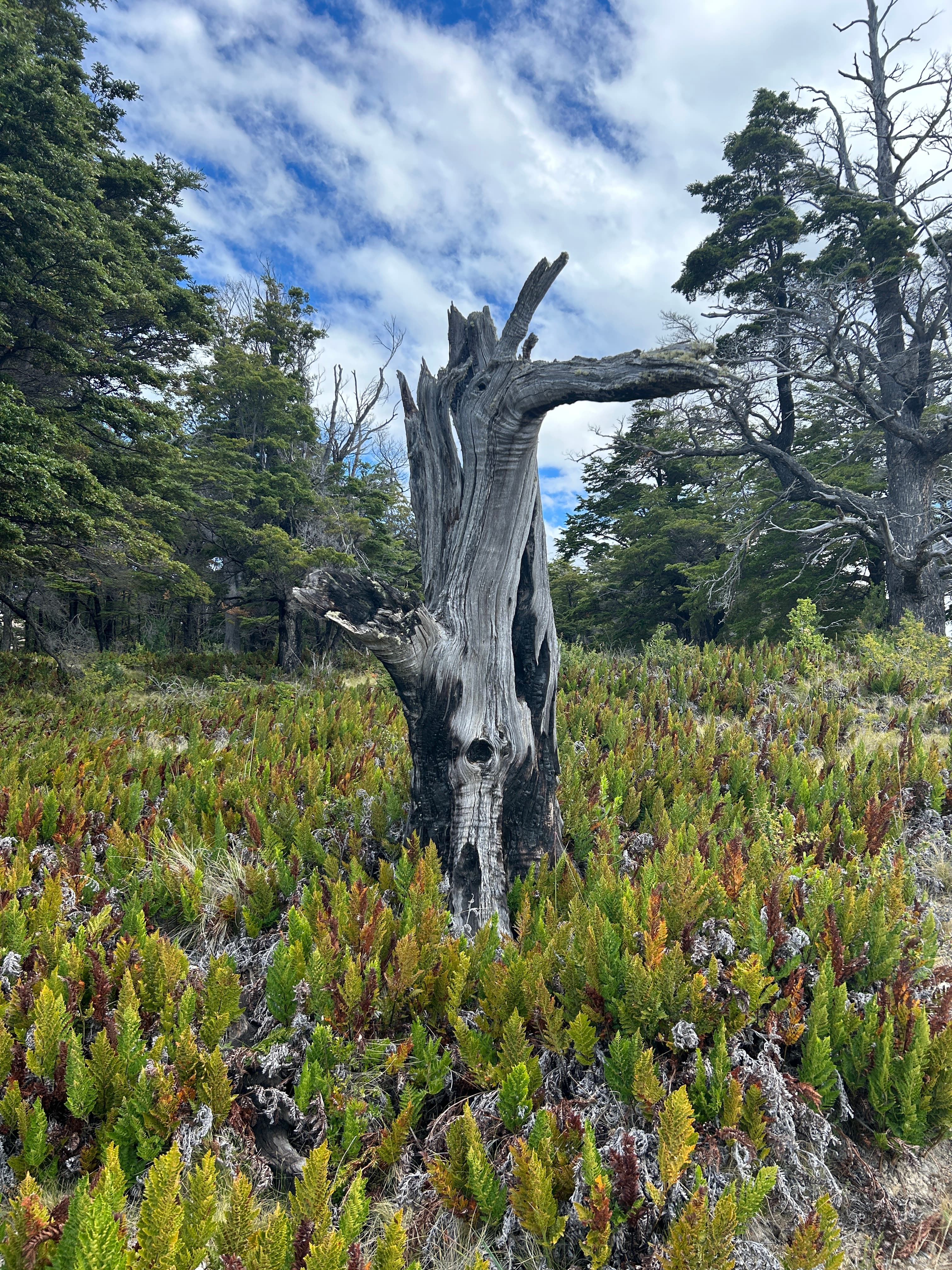 Foto de Terreno en Chile Chico, Puerto Guadal ruta Chilechico